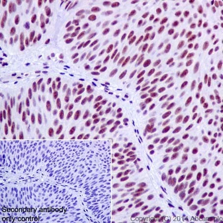 Immunohistochemistry (Formalin/PFA-fixed paraffin-embedded sections) - Anti-PRPF4 antibody [EPR17207] - C-terminal (AB198998)