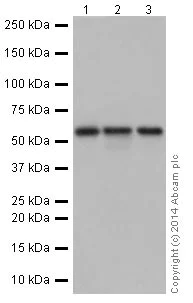 Western blot - Anti-PRPF4 antibody [EPR17207] - C-terminal (AB198998)