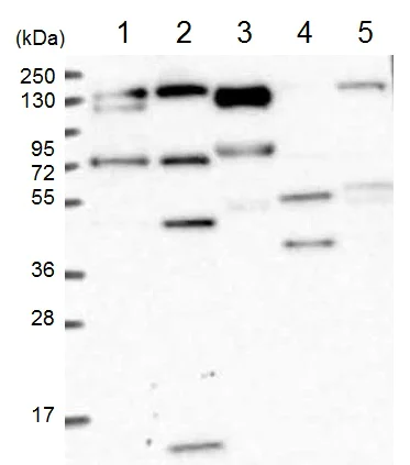 Western blot - Anti-PRPF40B antibody (AB122474)