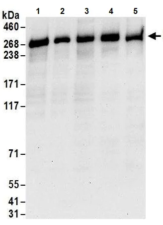Western blot - Anti-PRPF8/Prp8 antibody (AB245504)