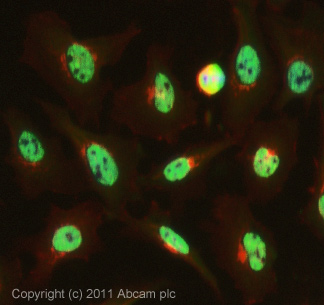 Immunocytochemistry/ Immunofluorescence - Anti-PRPF8/Prp8 antibody (AB79237), expandable thumbnail