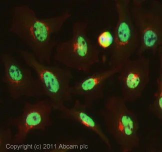 Immunocytochemistry/ Immunofluorescence - Anti-PRPF8/Prp8 antibody (AB79237)