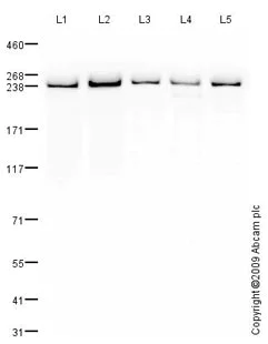 Western blot - Anti-PRPF8/Prp8 antibody (AB79237)