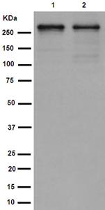 Western blot - Anti-PRPF8/Prp8 antibody [EPR15228] (AB190347), expandable thumbnail