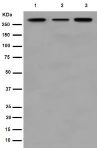 Western blot - Anti-PRPF8/Prp8 antibody [EPR15228] - BSA and Azide free (AB251012)