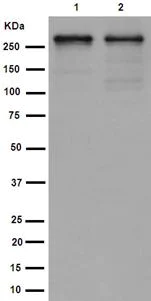 Western blot - Anti-PRPF8/Prp8 antibody [EPR15228] - BSA and Azide free (AB251012)