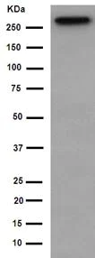 Western blot - Anti-PRPF8/Prp8 antibody [EPR15228] - BSA and Azide free (AB251012)