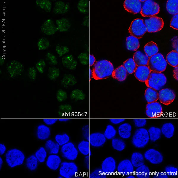 Immunocytochemistry/ Immunofluorescence - Anti-PRPF8/Prp8 antibody [EPR15229] - C-terminal (AB185547)