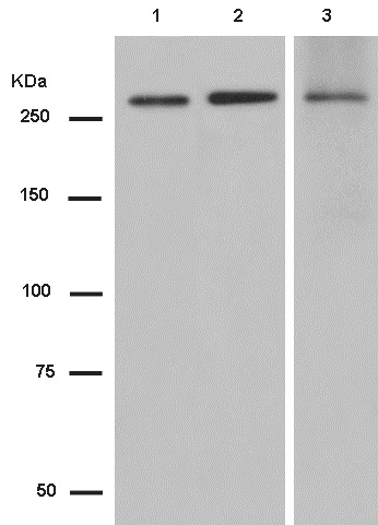 Western blot - Anti-PRPF8/Prp8 antibody [EPR15229] - C-terminal (AB185547), expandable thumbnail