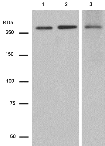Western blot - Anti-PRPF8/Prp8 antibody [EPR15229] - C-terminal (AB185547)