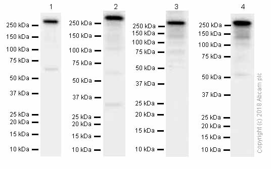 Western blot - Anti-PRPF8/Prp8 antibody [EPR15229] - C-terminal (AB185547), expandable thumbnail