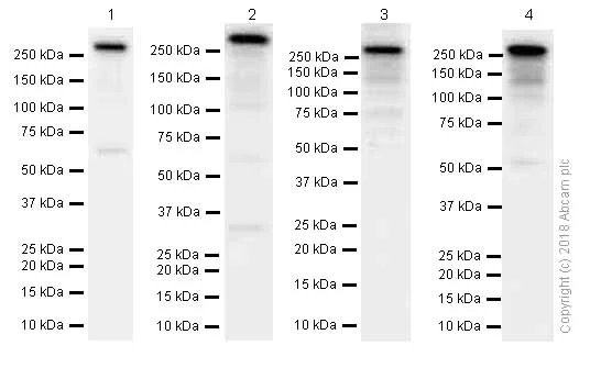 Western blot - Anti-PRPF8/Prp8 antibody [EPR15229] - C-terminal (AB185547)