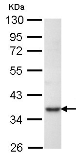 Western blot - Anti-PRPS1 antibody (AB137577), expandable thumbnail