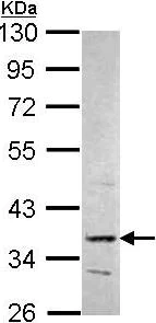 Western blot - Anti-PRPS2 antibody (AB96222)
