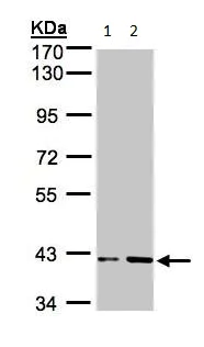 Western blot - Anti-PRPSAP1 antibody (AB97561)