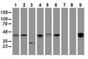 Western blot - Anti-PRR11 antibody [OTI1A4] (AB131652)