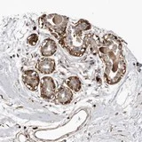 Immunohistochemistry (Formalin/PFA-fixed paraffin-embedded sections) - Anti-PRR12 antibody (AB121354)