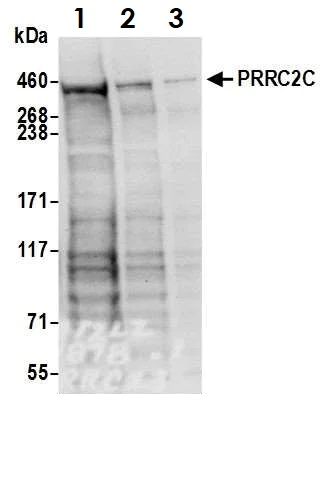 Western blot - Anti-PRRC2C antibody (AB117790)