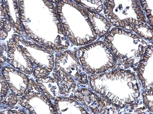 Immunohistochemistry (Formalin/PFA-fixed paraffin-embedded sections) - Anti-PRRG2 antibody (AB228870)