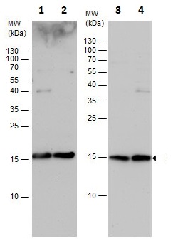 Western blot - Anti-PRRG2 antibody (AB228870), expandable thumbnail