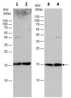 Western blot - Anti-PRRG2 antibody (AB228870)
