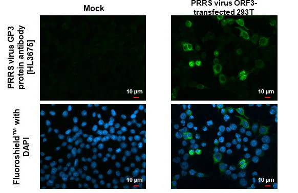 Immunocytochemistry/ Immunofluorescence - Anti-PRRS virus GP3 protein antibody [HL3675] - BSA and Azide free (AB327511)