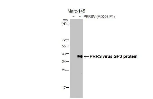 Western blot - Anti-PRRS virus GP3 protein antibody [HL3675] - BSA and Azide free (AB327511)