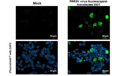 Immunocytochemistry/ Immunofluorescence - Anti-PRRS virus Nucleocapsid protein antibody [HL1901] (AB308202), expandable thumbnail