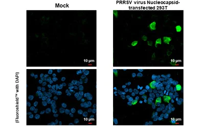 Immunocytochemistry/ Immunofluorescence - Anti-PRRS virus Nucleocapsid protein antibody [HL1901] (AB308202)