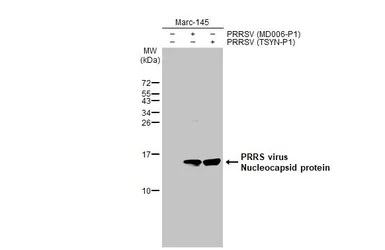 Western blot - Anti-PRRS virus Nucleocapsid protein antibody [HL1901] (AB308202), expandable thumbnail
