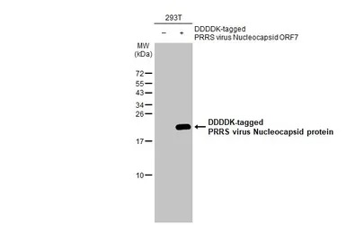 Western blot - Anti-PRRS virus Nucleocapsid protein antibody [HL1901] (AB308202), expandable thumbnail