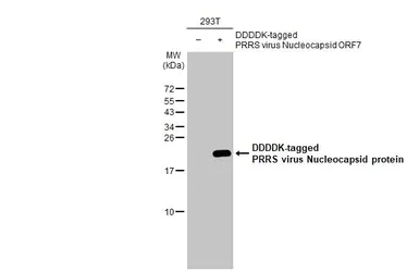 Western blot - Anti-PRRS virus Nucleocapsid protein antibody [HL1901] (AB308202)