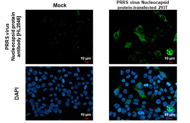 Immunocytochemistry/ Immunofluorescence - Anti-PRRS virus Nucleocapsid protein antibody [HL2046] (AB308405), expandable thumbnail