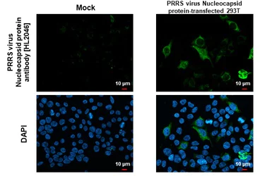 Immunocytochemistry/ Immunofluorescence - Anti-PRRS virus Nucleocapsid protein antibody [HL2046] (AB308405)