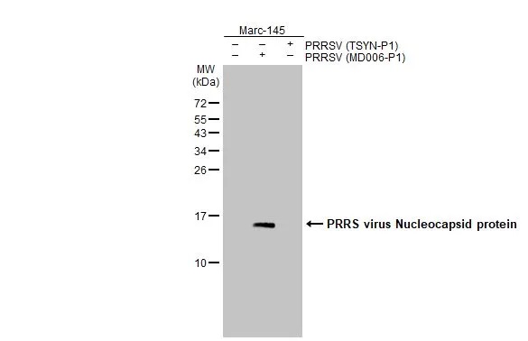 Western blot - Anti-PRRS virus Nucleocapsid protein antibody [HL2046] (AB308405), expandable thumbnail