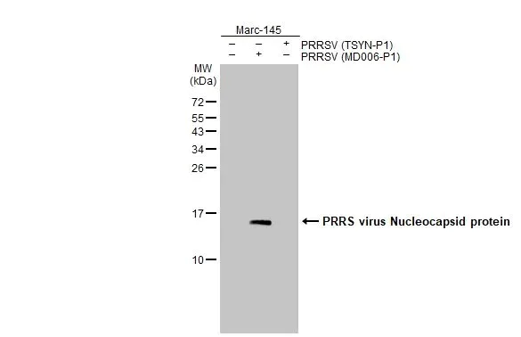 Western blot - Anti-PRRS virus Nucleocapsid protein antibody [HL2046] (AB308405)