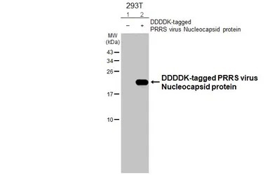 Western blot - Anti-PRRS virus Nucleocapsid protein antibody [HL2046] (AB308405), expandable thumbnail