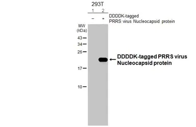 Western blot - Anti-PRRS virus Nucleocapsid protein antibody [HL2046] (AB308405)