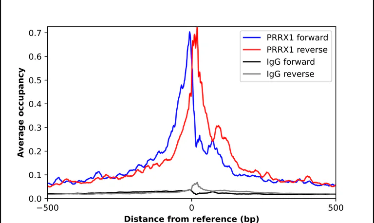 ChIP - Anti-PRRX1 Antibody (AB327258)