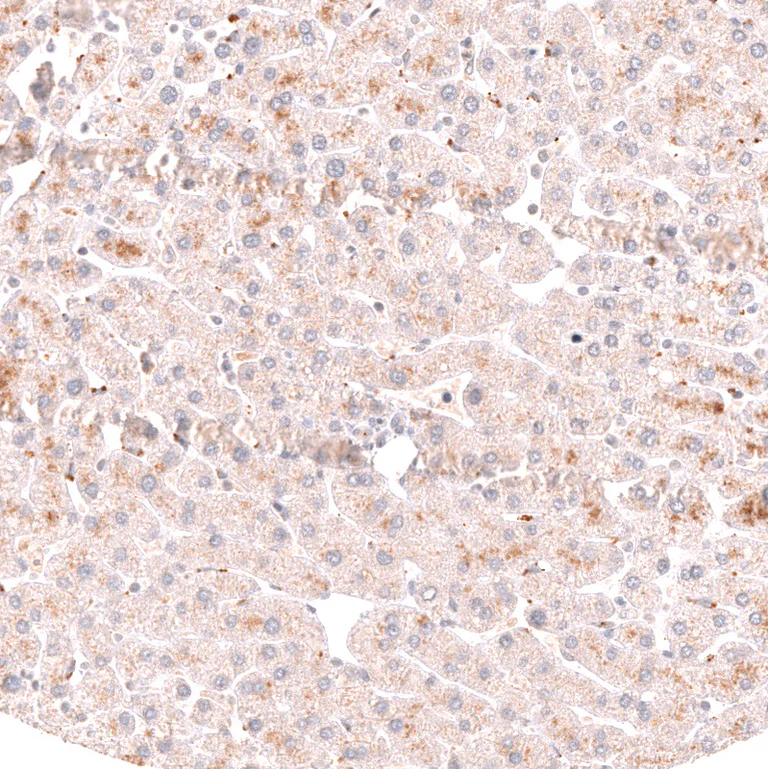 Immunohistochemistry (Formalin/PFA-fixed paraffin-embedded sections) - Anti-PRRX1 Antibody [CL14471] (AB327154)