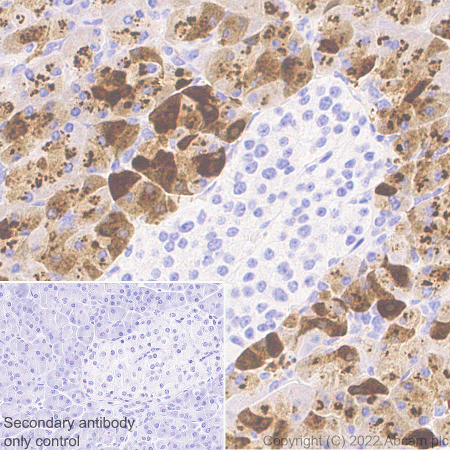 Immunohistochemistry (Formalin/PFA-fixed paraffin-embedded sections) - Anti-PRSS2 antibody [EPR25648-5] (AB302603), expandable thumbnail
