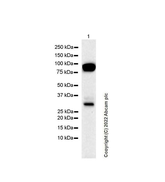 Western blot - Anti-PRSS2 antibody [EPR25648-5] (AB302603), expandable thumbnail