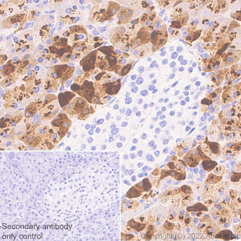 Immunohistochemistry (Formalin/PFA-fixed paraffin-embedded sections) - Anti-PRSS2 antibody [EPR25648-5] (BSA and Azide free) (AB302604)
