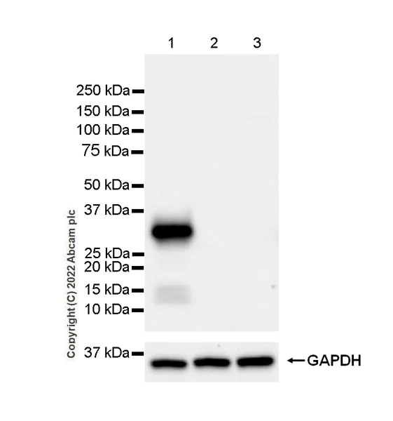 Western blot - Anti-PRSS2 antibody [EPR25648-5] (BSA and Azide free) (AB302604)