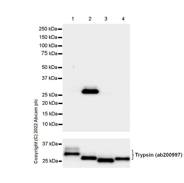 Western blot - Anti-PRSS2 antibody [EPR25648-5] (BSA and Azide free) (AB302604)