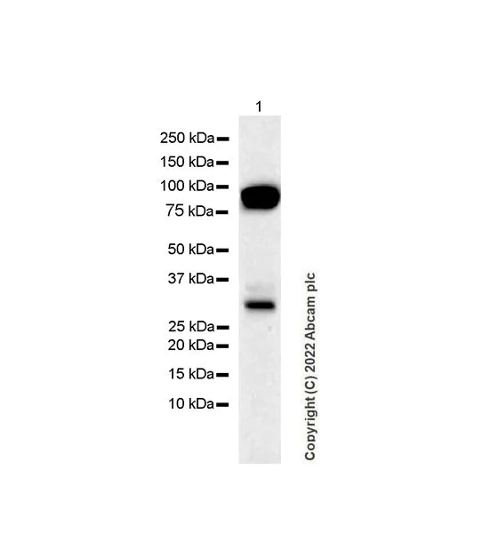 Western blot - Anti-PRSS2 antibody [EPR25648-5] (BSA and Azide free) (AB302604)