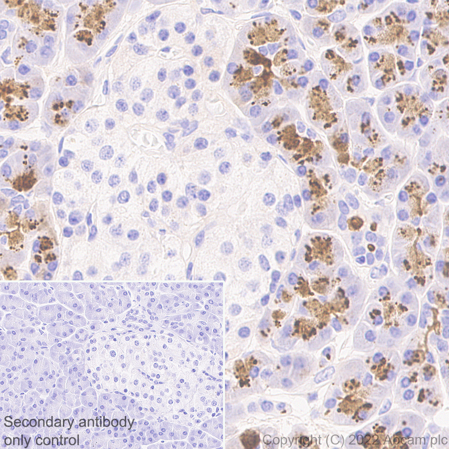 Immunohistochemistry (Formalin/PFA-fixed paraffin-embedded sections) - Anti-PRSS2+PRSS3 antibody [EPR25648-13] (AB302605), expandable thumbnail