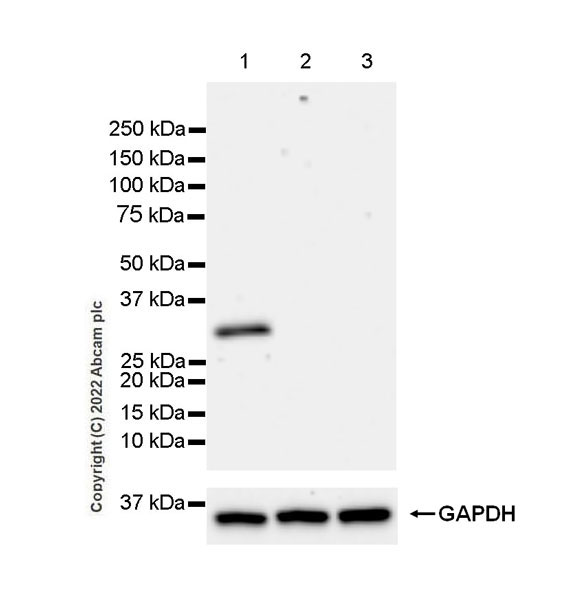 Western blot - Anti-PRSS2+PRSS3 antibody [EPR25648-13] (AB302605), expandable thumbnail