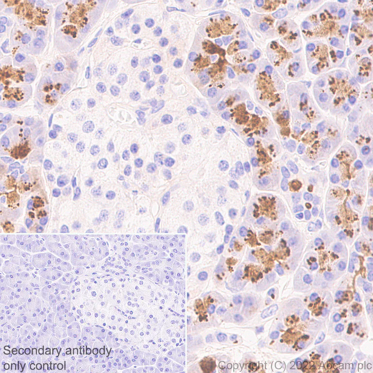 Immunohistochemistry (Formalin/PFA-fixed paraffin-embedded sections) - Anti-PRSS2+PRSS3 antibody [EPR25648-13] (BSA and Azide free) (AB302606)