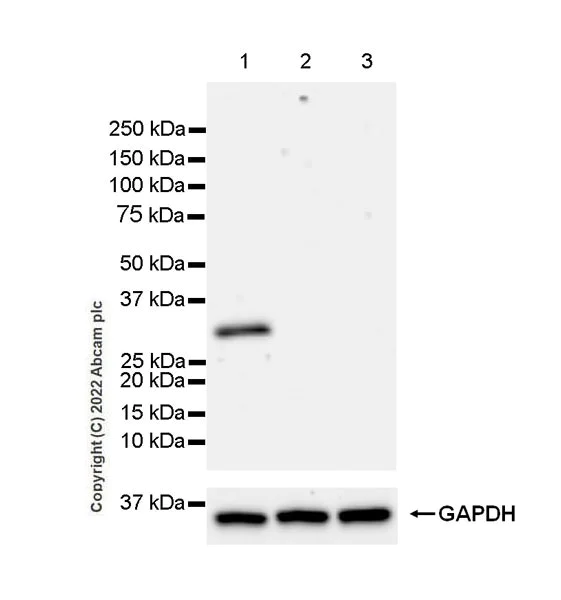 Western blot - Anti-PRSS2+PRSS3 antibody [EPR25648-13] (BSA and Azide free) (AB302606)